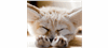 Firmenlogo: ESO_Update_Livevergleich